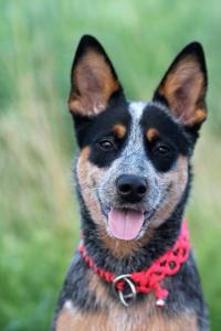 10492521_1439393782991247_6690924404683264567_n