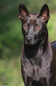 1509229_1379150012348958_735479340_n