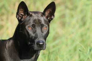 1613802_1395491690714790_1833194805_n