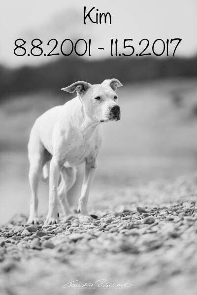 18446511_1664307617210164_5231028668344071959_n