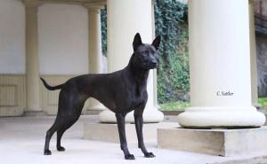 1904120_1483592581904700_5880638363801099360_n