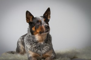 Originalbild unter: http://picthis.fotograf.de/photo/567826ab-b220-408d-a887-16830a21cbb0