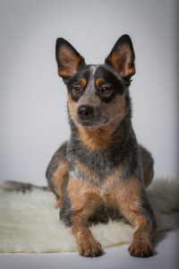 Originalbild unter: http://picthis.fotograf.de/photo/56782735-2cc8-4c38-9a38-63840a21aa0c