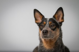 Originalbild unter: http://picthis.fotograf.de/photo/5678275a-fac4-4786-98aa-4d0e0a239046