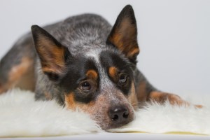 Originalbild unter: http://picthis.fotograf.de/photo/56782788-48cc-455e-a24e-65640a21aa0c