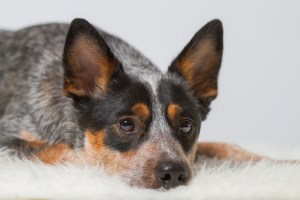 Originalbild unter: http://picthis.fotograf.de/photo/567827a0-70e0-4086-867b-18720a21cbb0