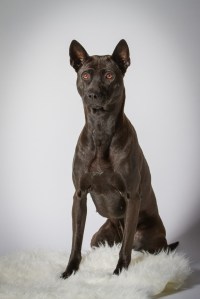 Originalbild unter: http://picthis.fotograf.de/photo/567874d1-6404-455e-bee9-3eca0a21cbb0