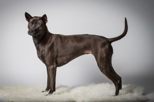 Originalbild unter: http://picthis.fotograf.de/photo/567875a0-ad38-48cd-85b9-0bf50a21aa0c