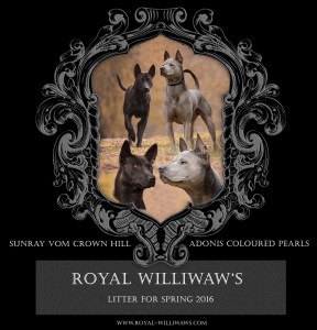 Wurfankündigung Spring16