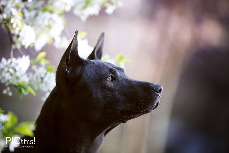 17634701_1747800538570181_6217883461838247141_n