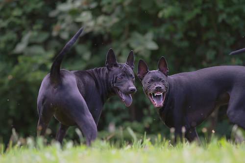 13938560_1560910190883241_2161831925087477699_n