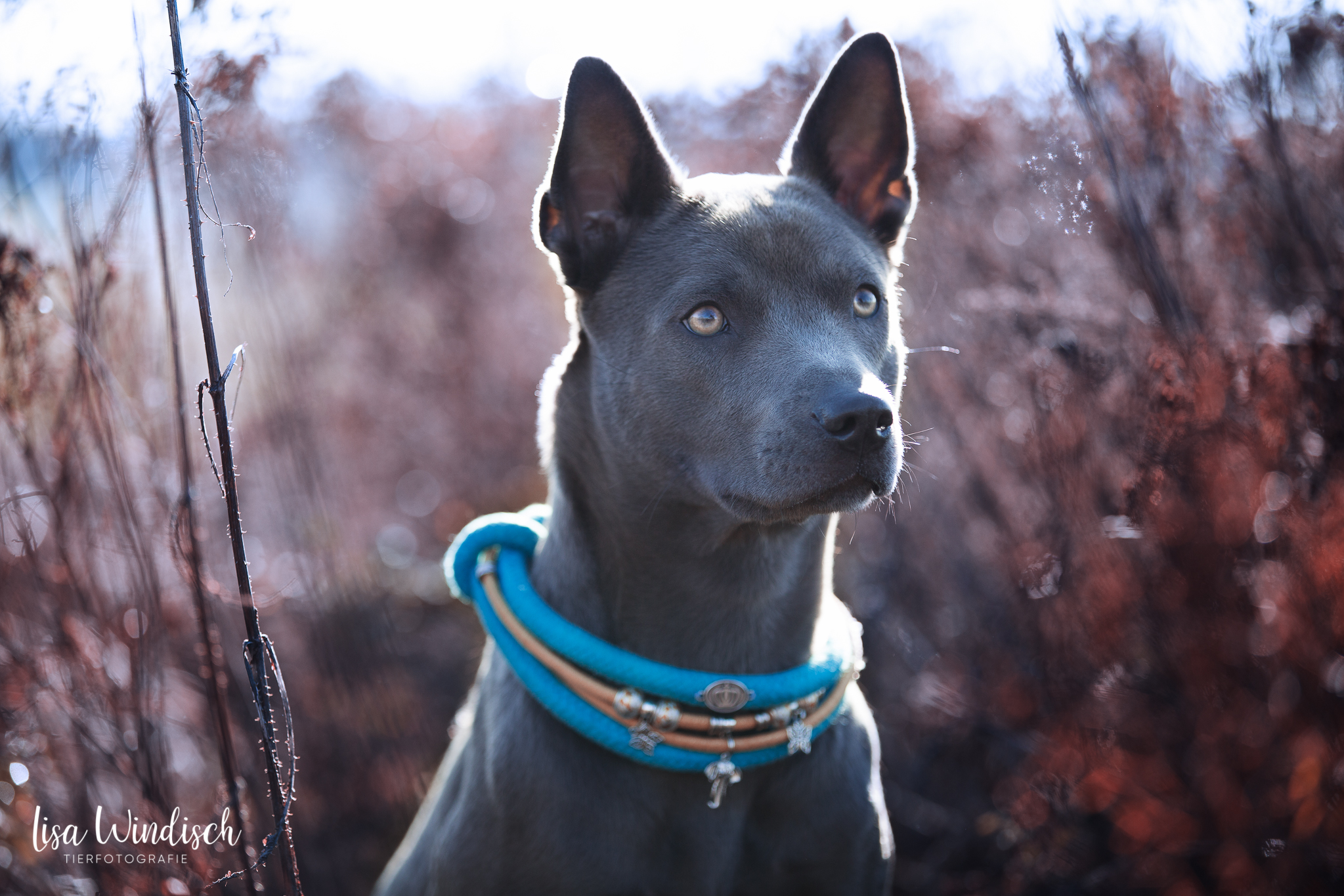 Halsbänder,weboptimiert (10 von 10)