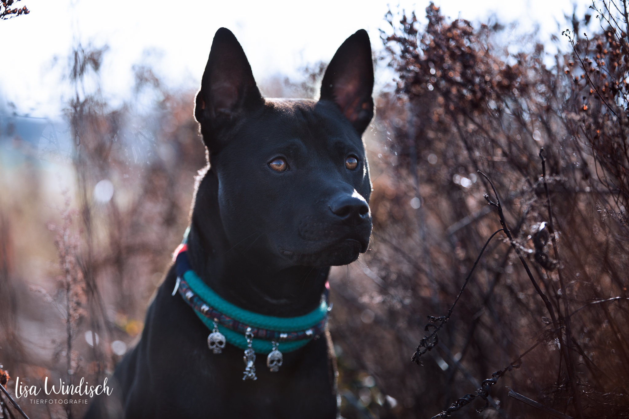 Halsbänder,weboptimiert (5 von 10).jpg