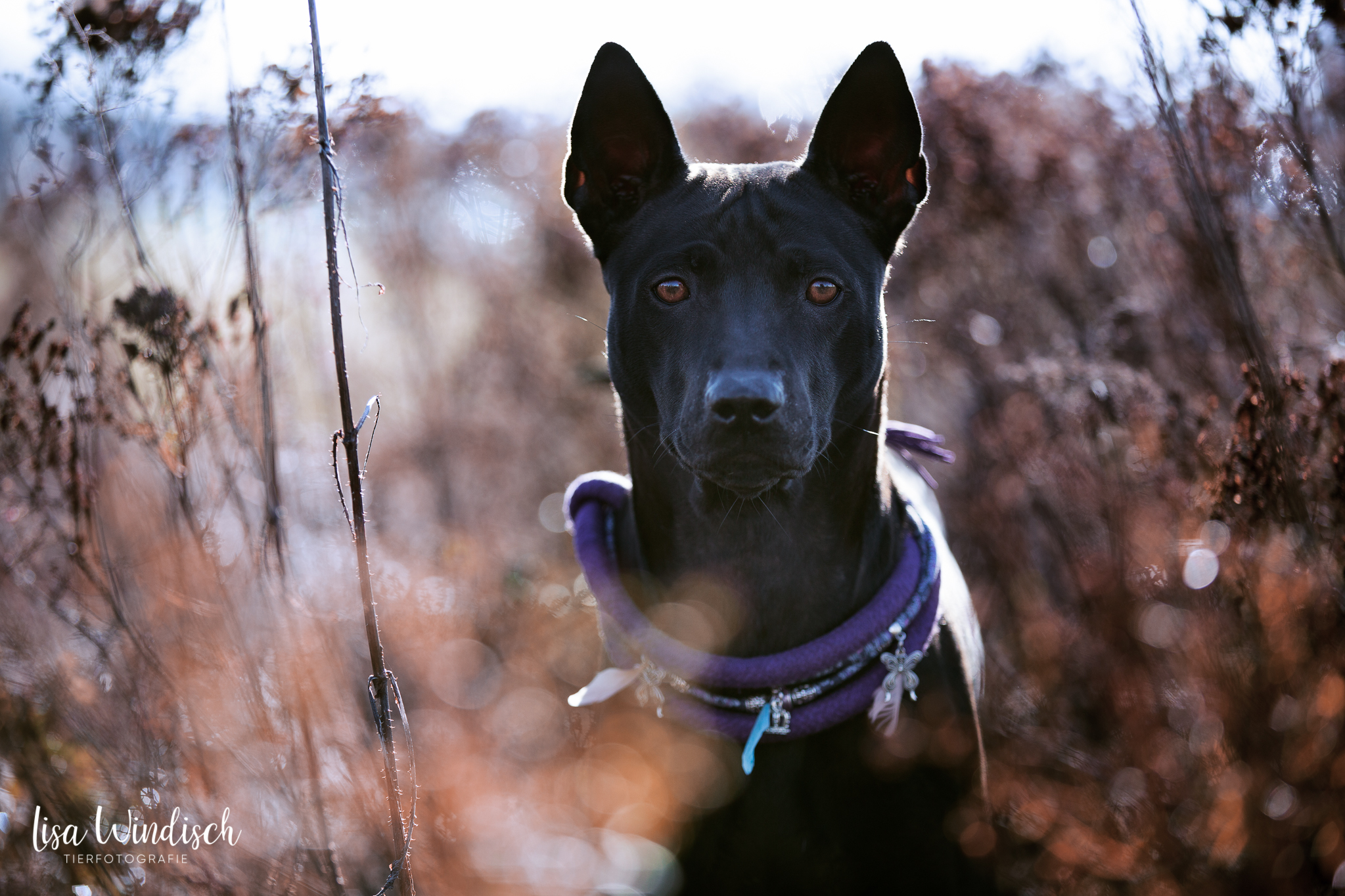 Halsbänder,weboptimiert (6 von 10)