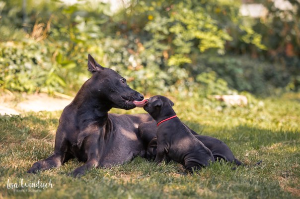 Fischer,Nina_Welpen4Wo_30