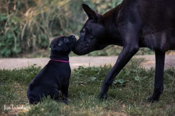 Fischer,Nina_Welpen4Wo_32