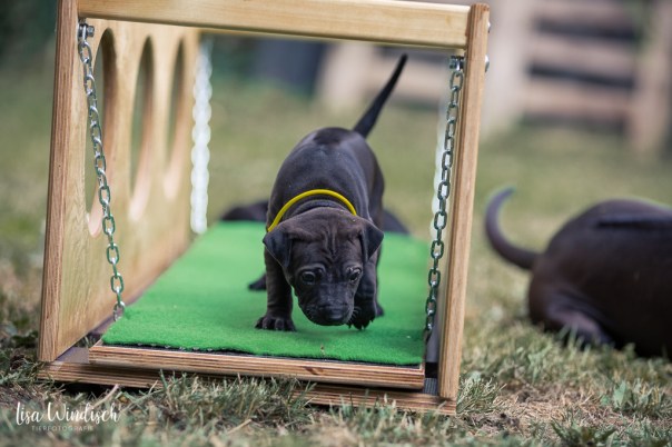 Fischer,Nina_Welpen4Wo_86