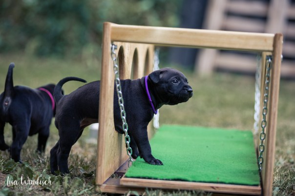 Fischer,Nina_Welpen4Wo_90