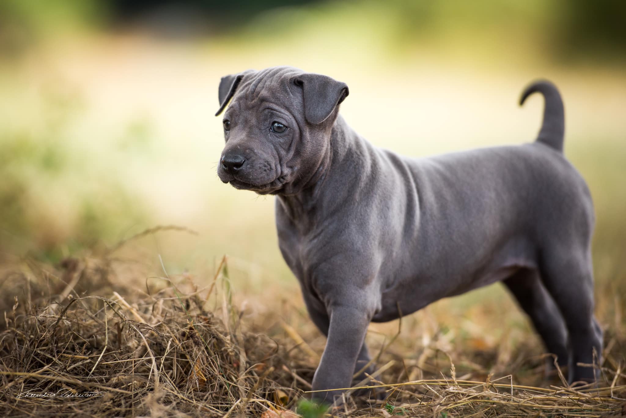 67674575_656060421541641_4055131825360601088_o