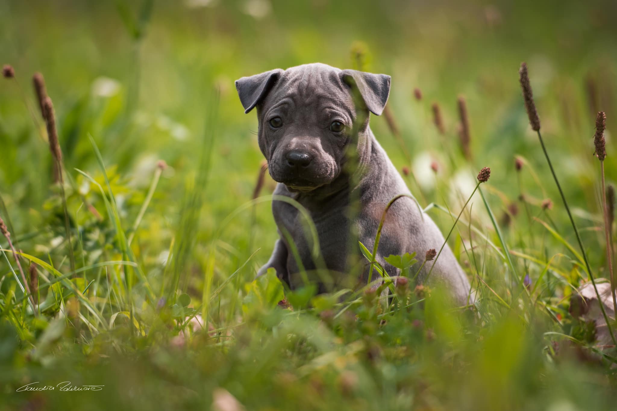 67965581_656060114875005_1819723990583738368_o