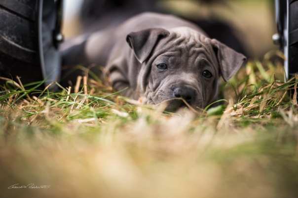 68748306_656061874874829_1442918903318577152_o