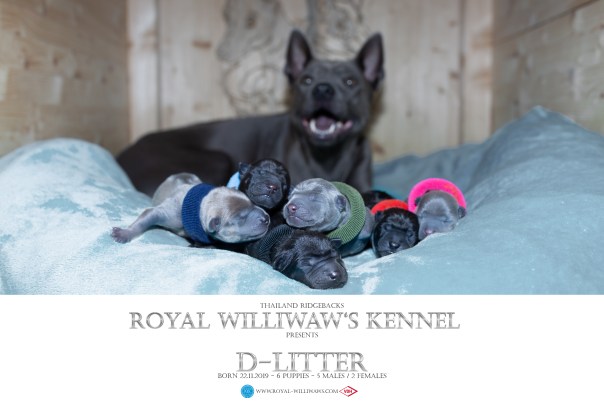 WelcomeDlitter_RoyalWilliwaws