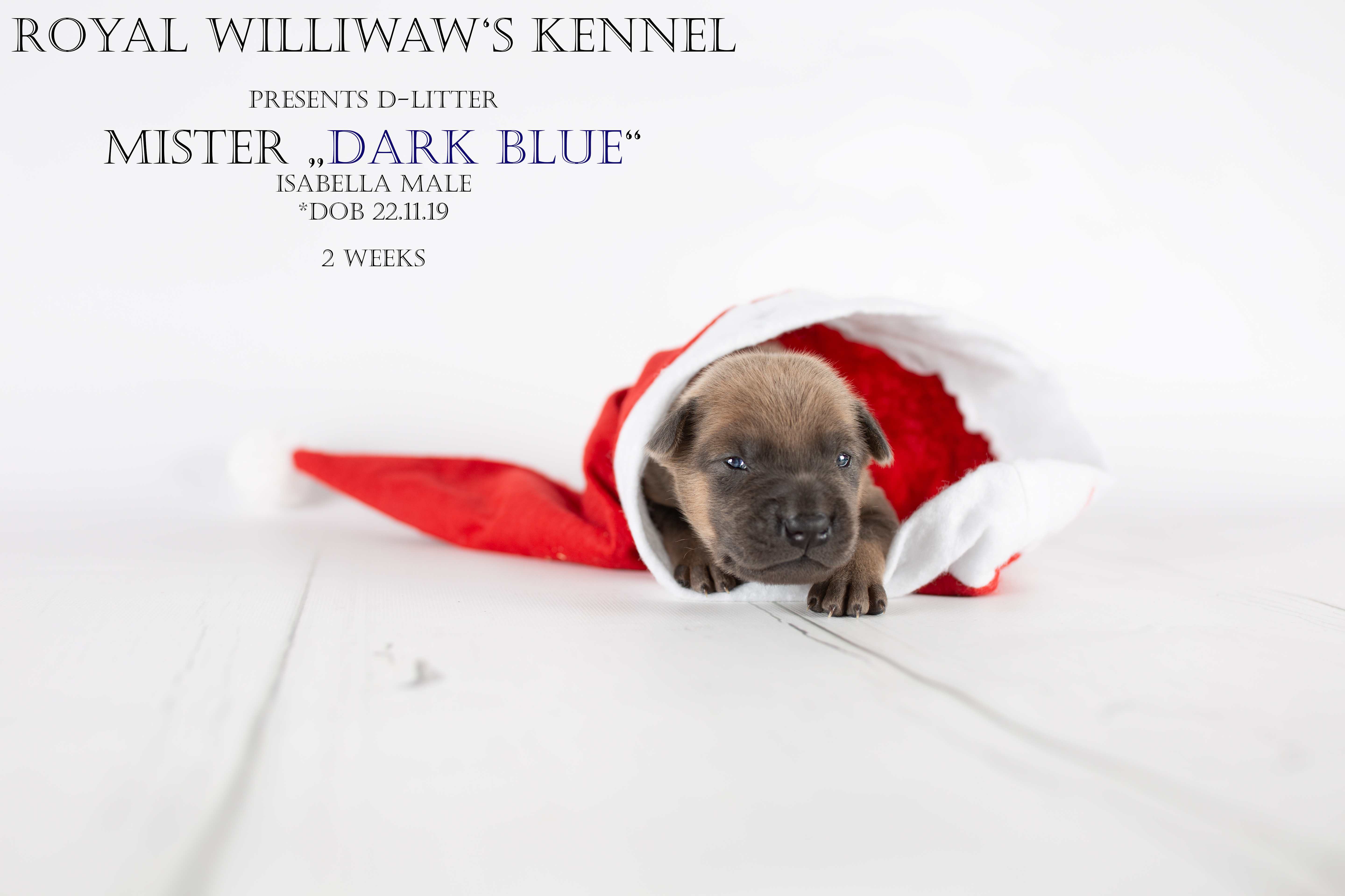 RW_darkblue_2weeks_beschriftet