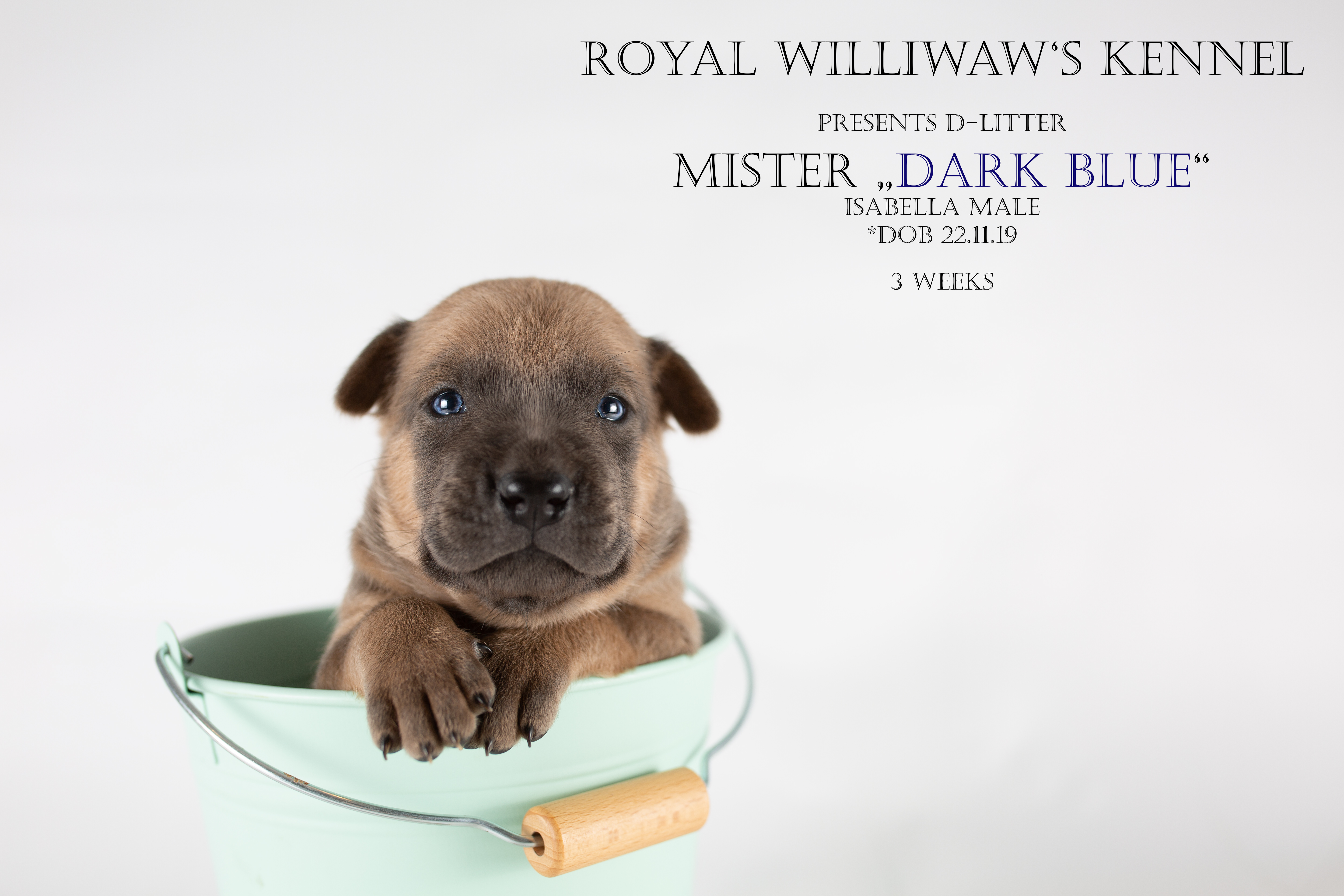 RW_darkblue_3weeks_beschriftet