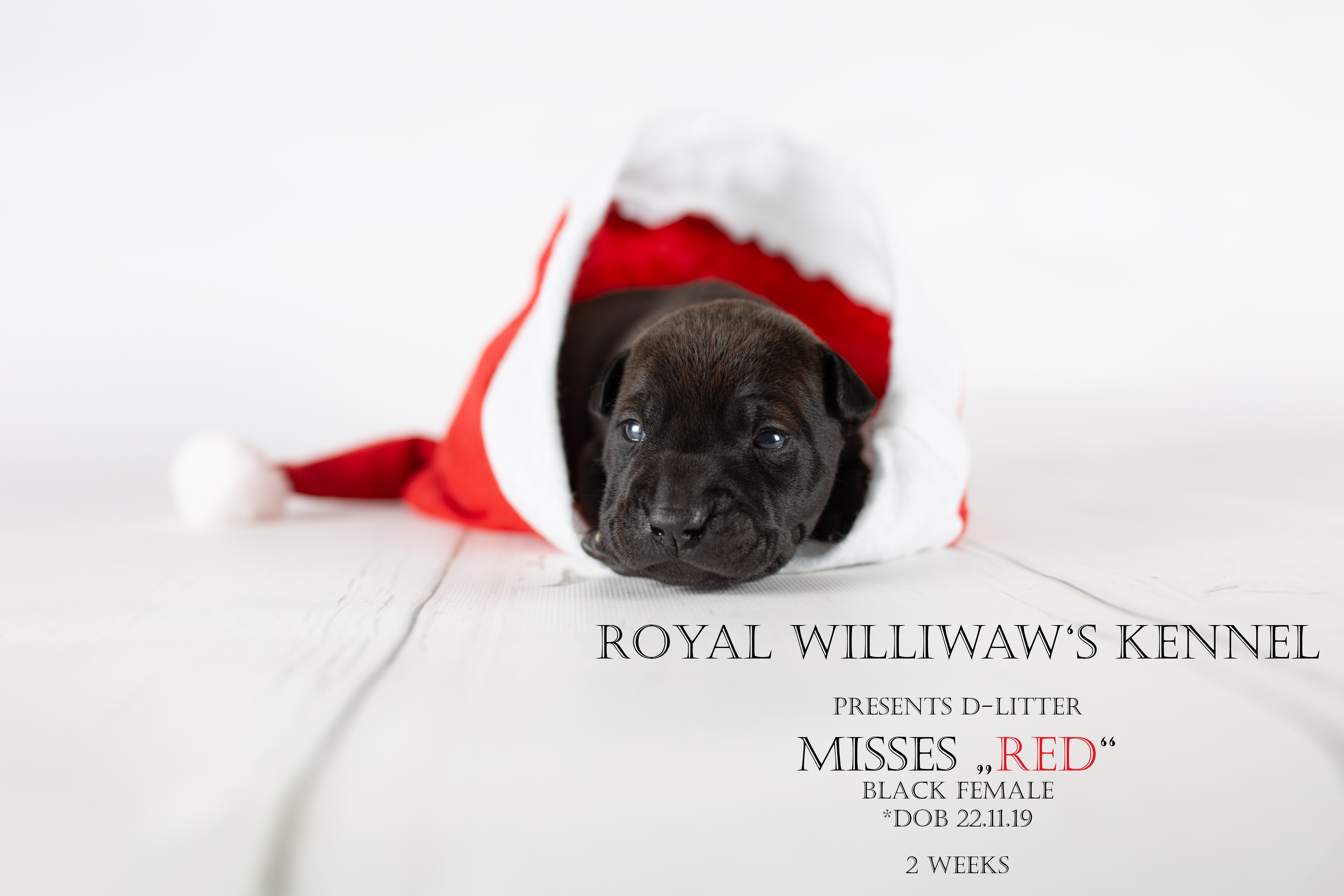 RW_red_2weeks_beschriftet