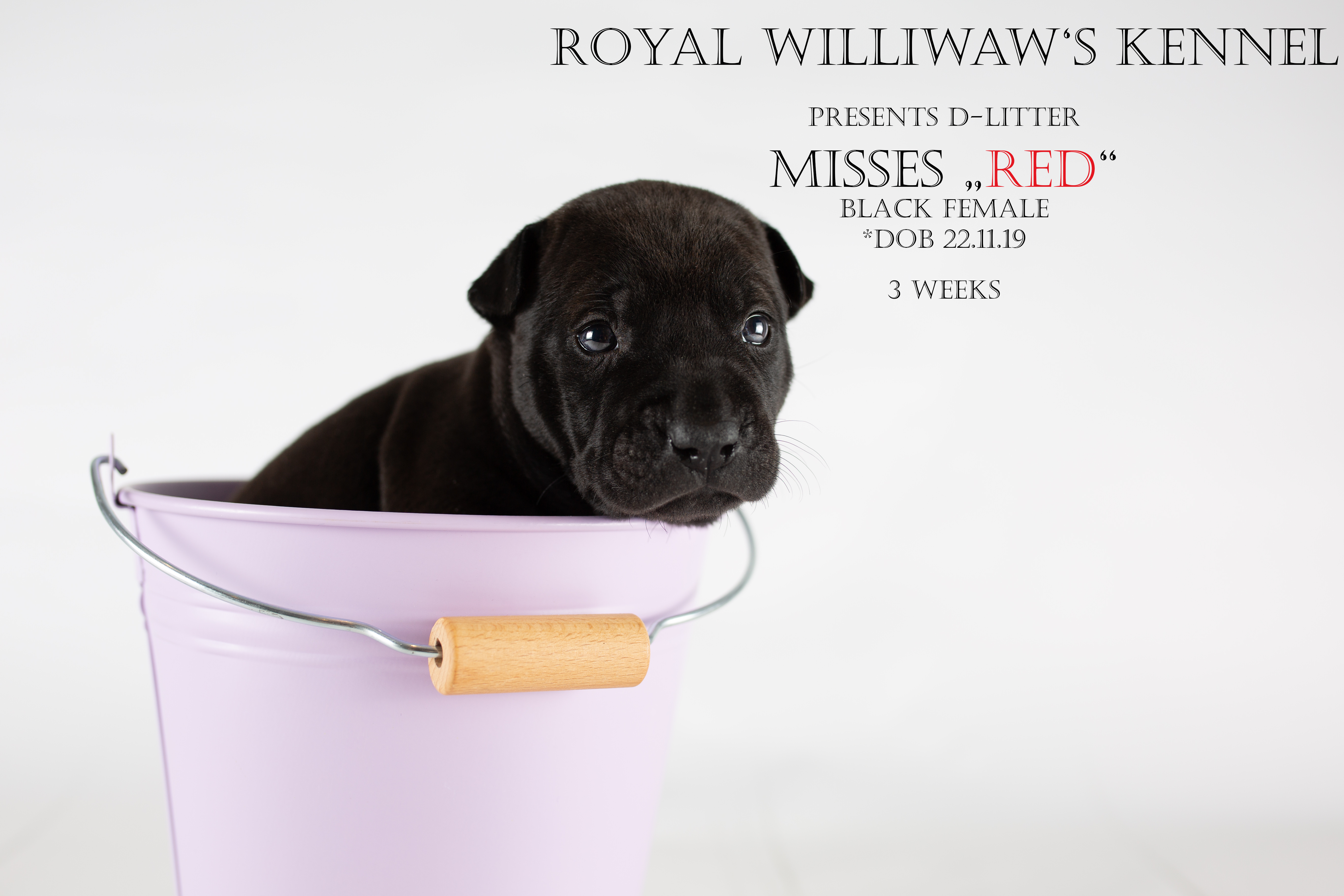 RW_red_3weeks_unbeschriftet