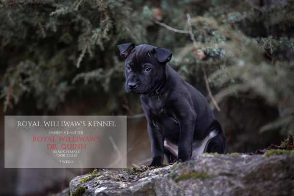 82283499_777993276015021_5970849327147384832_o