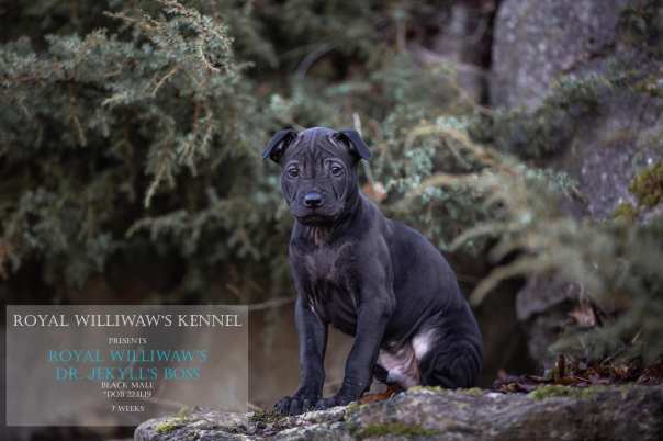 82743952_777993256015023_7924130376681783296_o